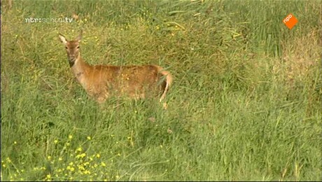 De Buitendienst  | De Nieuwe Wildernis